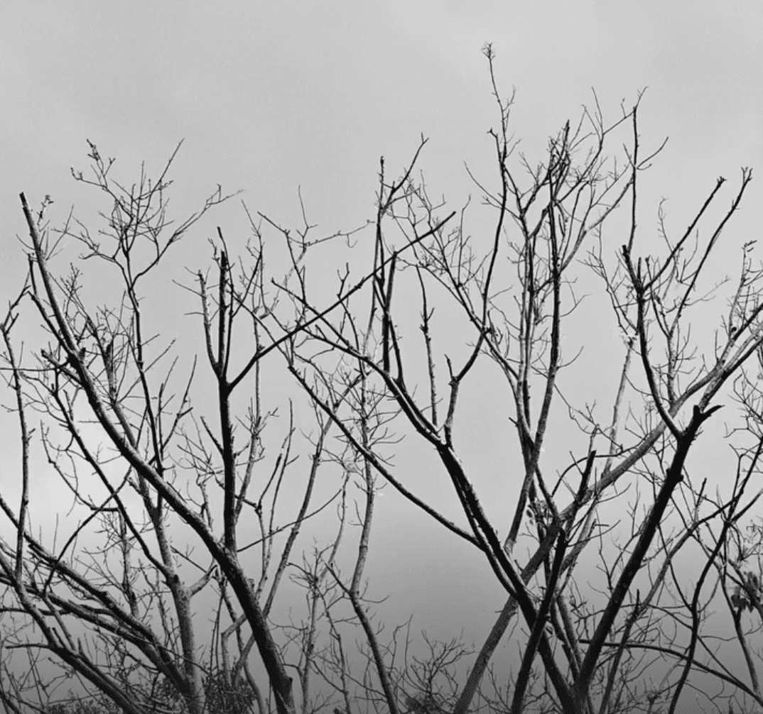 Fine Art Bare Tree Branches