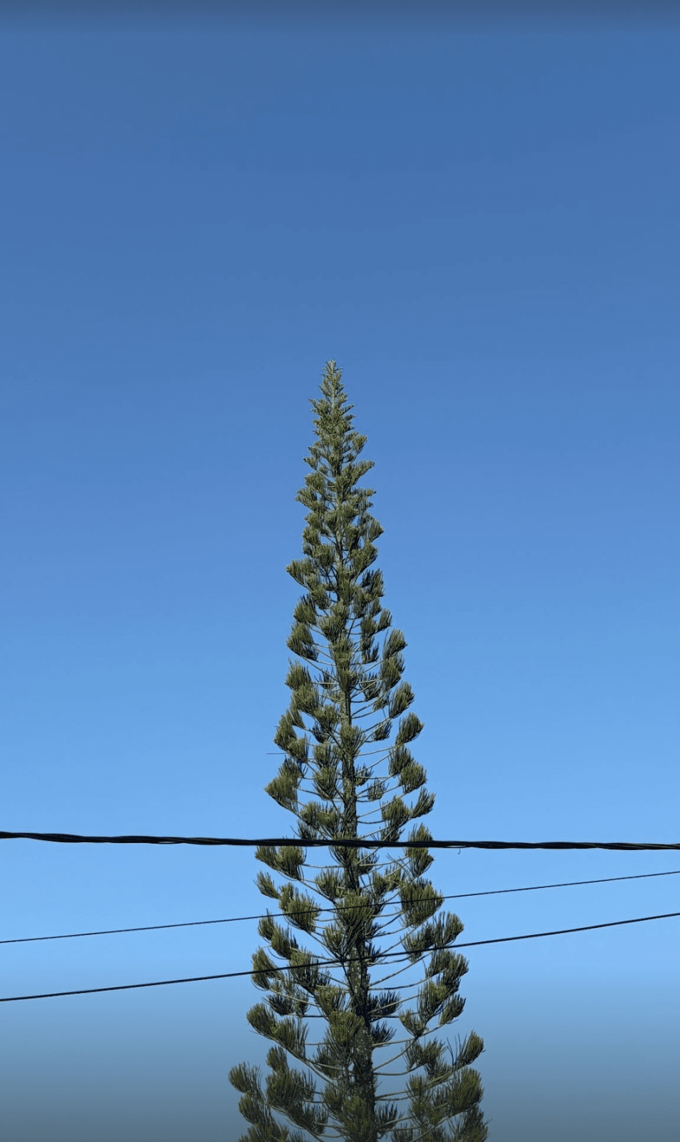 Solitary Tree Spire Gradient