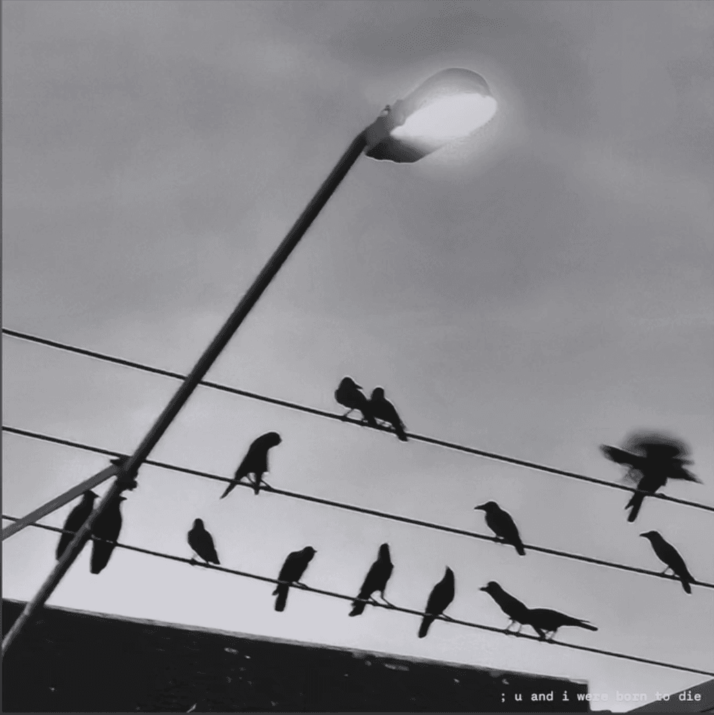 Street Lamp & Silhouette Birds
