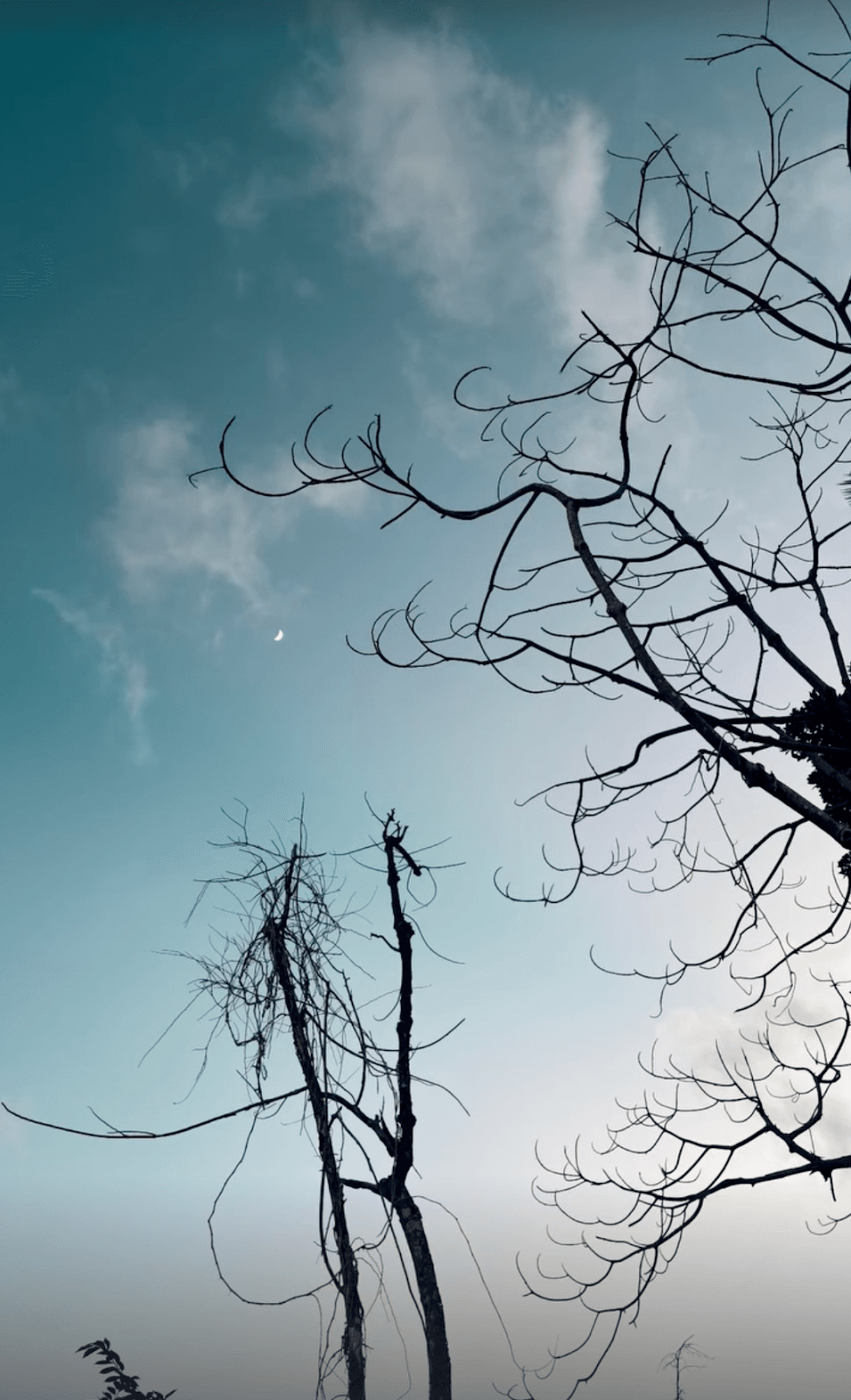 Silhouetted Tree Cyan Twilight
